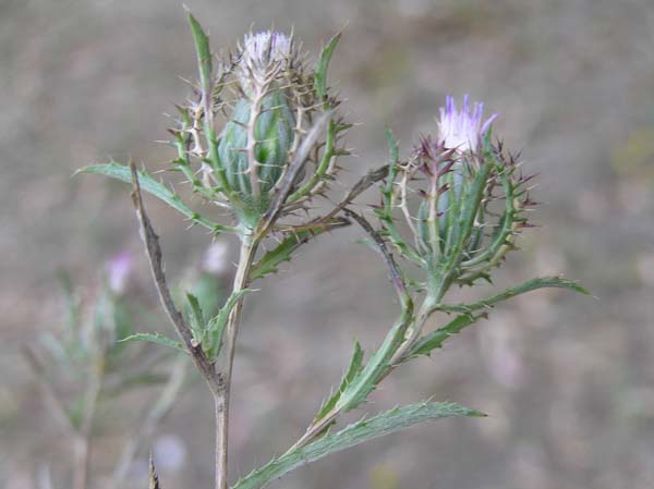 Atractylis cancellata / Masticogna annua